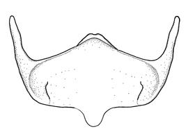   Anthidium clypeodentatum  male, diagram showing ventral view of sixth sternum (S6), diagram from Gonzalez and Griswold 2013 
